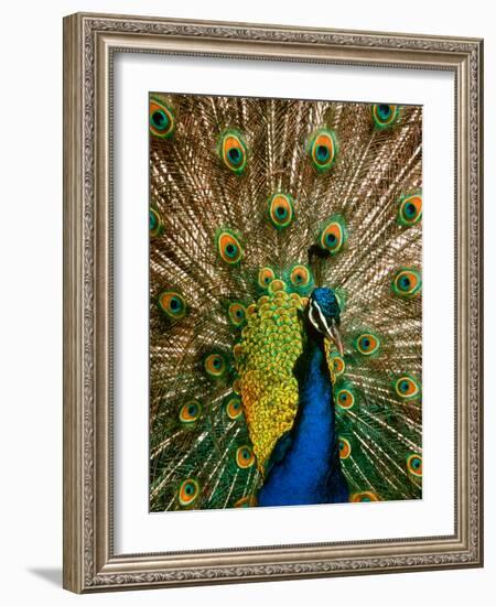 Male Peacock Indian Peofowl Pavo Cristatus Displaying Tail Feathers-null-Framed Photographic Print