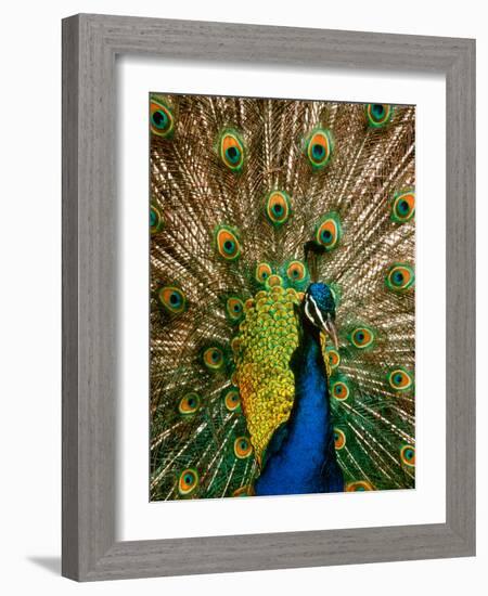 Male Peacock Indian Peofowl Pavo Cristatus Displaying Tail Feathers-null-Framed Photographic Print