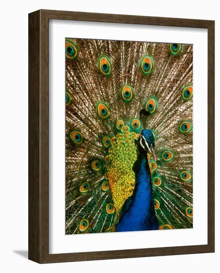 Male Peacock Indian Peofowl Pavo Cristatus Displaying Tail Feathers-null-Framed Photographic Print