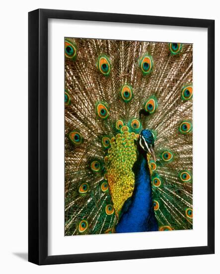 Male Peacock Indian Peofowl Pavo Cristatus Displaying Tail Feathers-null-Framed Photographic Print