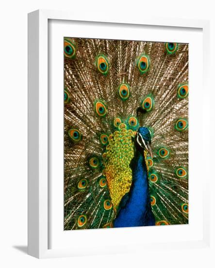 Male Peacock Indian Peofowl Pavo Cristatus Displaying Tail Feathers-null-Framed Photographic Print