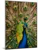 Male Peacock Indian Peofowl Pavo Cristatus Displaying Tail Feathers-null-Mounted Photographic Print
