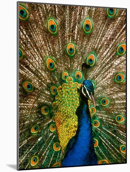 Male Peacock Indian Peofowl Pavo Cristatus Displaying Tail Feathers-null-Mounted Photographic Print