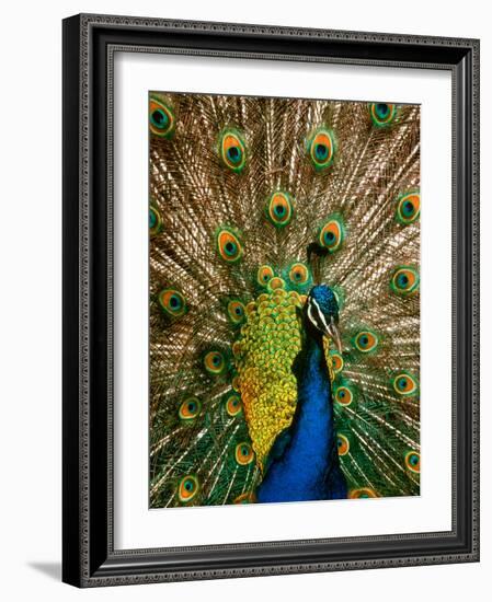 Male Peacock Indian Peofowl Pavo Cristatus Displaying Tail Feathers-null-Framed Photographic Print