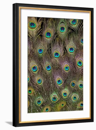 Male Peacock Tail Feathers-Darrell Gulin-Framed Premium Photographic Print