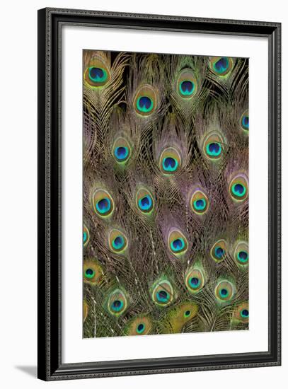 Male Peacock Tail Feathers-Darrell Gulin-Framed Photographic Print