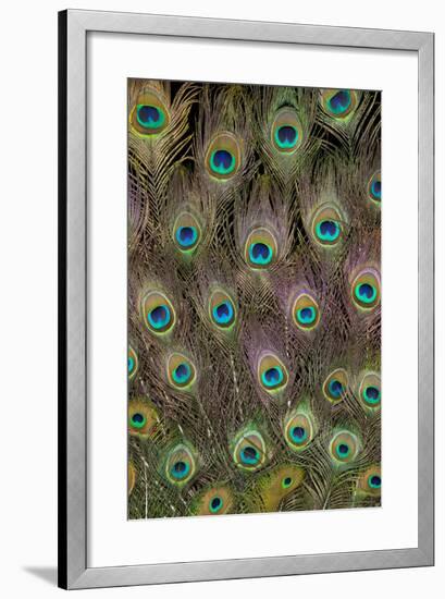 Male Peacock Tail Feathers-Darrell Gulin-Framed Photographic Print