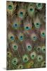 Male Peacock Tail Feathers-Darrell Gulin-Mounted Photographic Print