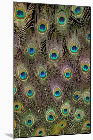 Male Peacock Tail Feathers-Darrell Gulin-Mounted Photographic Print