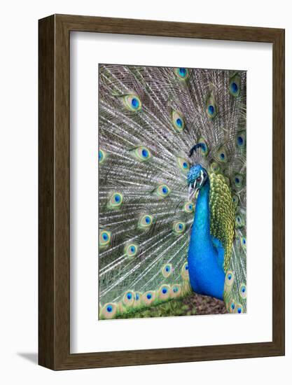 Male Peacock with fanned out tail, South Carolina-Darrell Gulin-Framed Photographic Print