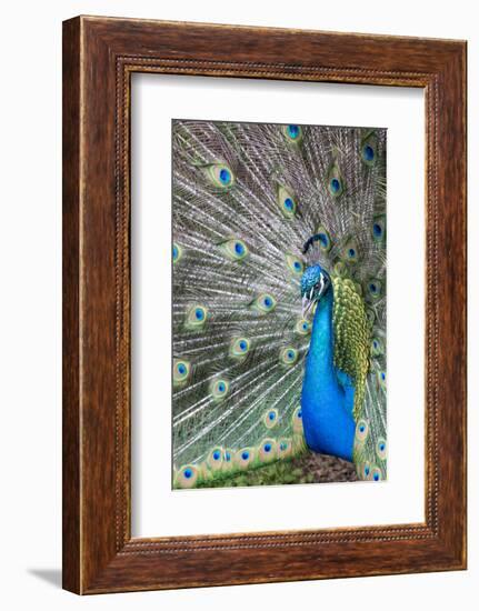 Male Peacock with fanned out tail, South Carolina-Darrell Gulin-Framed Photographic Print