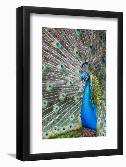 Male Peacock with fanned out tail, South Carolina-Darrell Gulin-Framed Photographic Print
