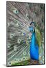 Male Peacock with fanned out tail, South Carolina-Darrell Gulin-Mounted Photographic Print