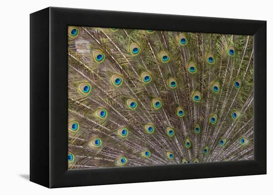 Male Peacock with fanned out tail, South Carolina-Darrell Gulin-Framed Premier Image Canvas