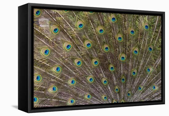 Male Peacock with fanned out tail, South Carolina-Darrell Gulin-Framed Premier Image Canvas