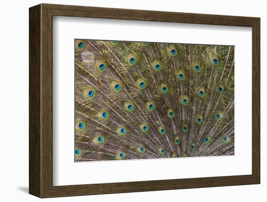 Male Peacock with fanned out tail, South Carolina-Darrell Gulin-Framed Photographic Print