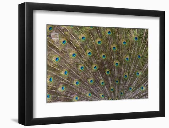 Male Peacock with fanned out tail, South Carolina-Darrell Gulin-Framed Photographic Print