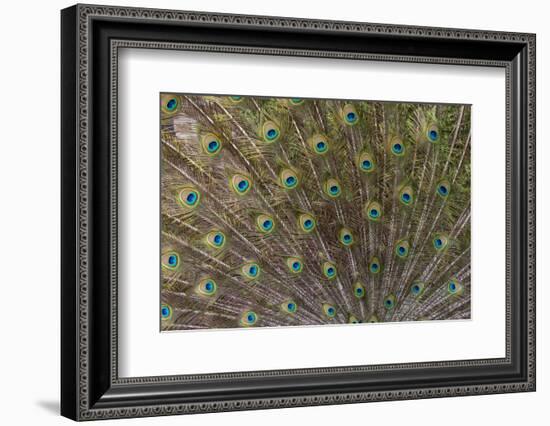 Male Peacock with fanned out tail, South Carolina-Darrell Gulin-Framed Photographic Print