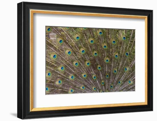 Male Peacock with fanned out tail, South Carolina-Darrell Gulin-Framed Photographic Print