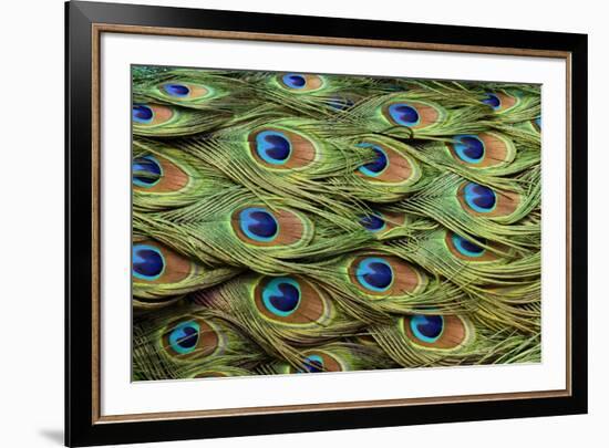 Male Peafowl feather pattern, Pavo cristatus, Florida. Peacock-Adam Jones-Framed Photographic Print