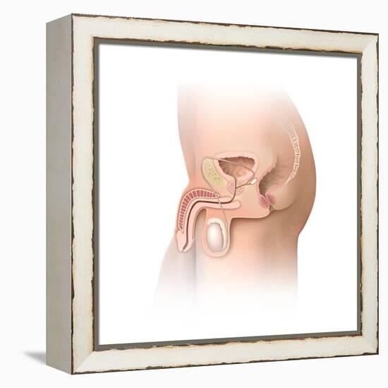 Male Pelvic Region, Artwork-Henning Dalhoff-Framed Premier Image Canvas