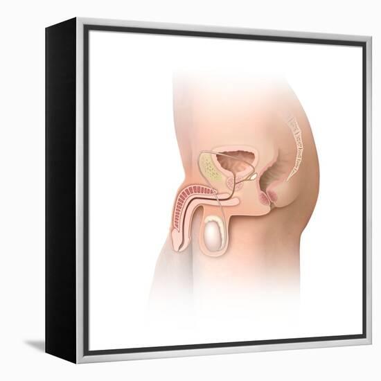 Male Pelvic Region, Artwork-Henning Dalhoff-Framed Premier Image Canvas