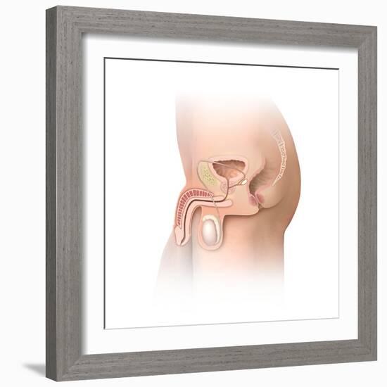 Male Pelvic Region, Artwork-Henning Dalhoff-Framed Premium Photographic Print