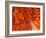 Male Pheasant Feathers, Devon, UK-Ross Hoddinott-Framed Photographic Print