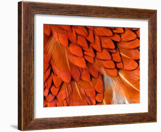 Male Pheasant Feathers, Devon, UK-Ross Hoddinott-Framed Photographic Print