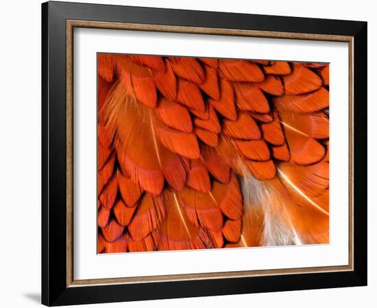 Male Pheasant Feathers, Devon, UK-Ross Hoddinott-Framed Photographic Print