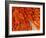 Male Pheasant Feathers, Devon, UK-Ross Hoddinott-Framed Photographic Print