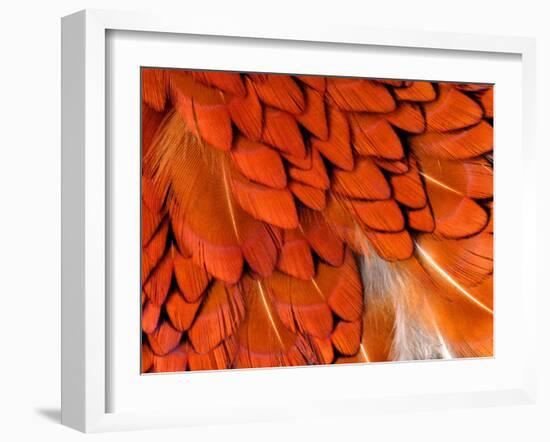 Male Pheasant Feathers, Devon, UK-Ross Hoddinott-Framed Photographic Print