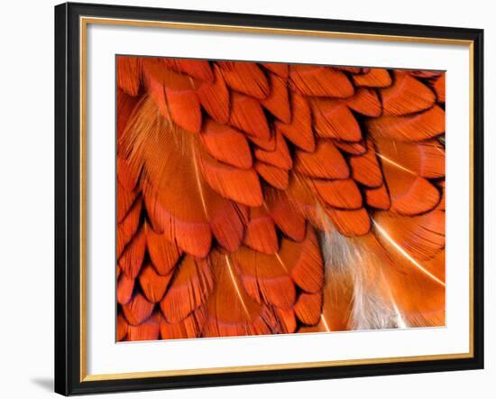 Male Pheasant Feathers, Devon, UK-Ross Hoddinott-Framed Photographic Print