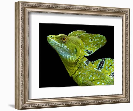 Male plumed basilisk (Basiliscus plumifrons) or green basilisk, Sarapiqui, Costa Rica-Panoramic Images-Framed Photographic Print