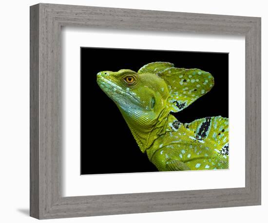 Male plumed basilisk (Basiliscus plumifrons) or green basilisk, Sarapiqui, Costa Rica-Panoramic Images-Framed Photographic Print