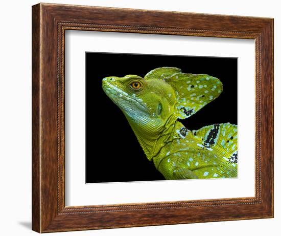 Male plumed basilisk (Basiliscus plumifrons) or green basilisk, Sarapiqui, Costa Rica-Panoramic Images-Framed Photographic Print