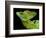 Male plumed basilisk (Basiliscus plumifrons) or green basilisk, Sarapiqui, Costa Rica-Panoramic Images-Framed Photographic Print