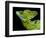 Male plumed basilisk (Basiliscus plumifrons) or green basilisk, Sarapiqui, Costa Rica-Panoramic Images-Framed Photographic Print