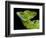Male plumed basilisk (Basiliscus plumifrons) or green basilisk, Sarapiqui, Costa Rica-Panoramic Images-Framed Photographic Print
