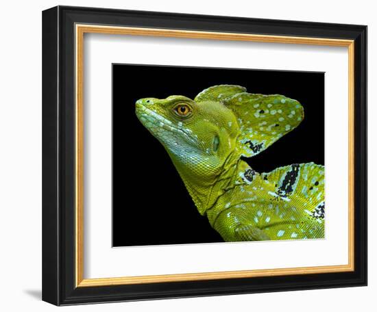 Male plumed basilisk (Basiliscus plumifrons) or green basilisk, Sarapiqui, Costa Rica-Panoramic Images-Framed Photographic Print