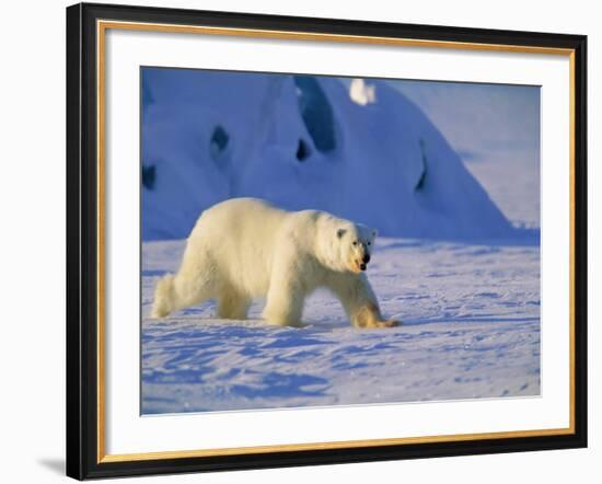 Male Polar Bear(Ursus Maritimus) in Spring, Svalbard/Spitsbergen, Arctic-Lousie Murray-Framed Photographic Print