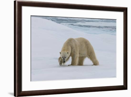 Male Polar bear (Ursus maritimus) walking on pack ice, Svalbard Archipelago, Barents Sea, Arctic, N-G&M Therin-Weise-Framed Photographic Print