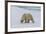 Male Polar bear (Ursus maritimus) walking on pack ice, Svalbard Archipelago, Barents Sea, Arctic, N-G&M Therin-Weise-Framed Photographic Print