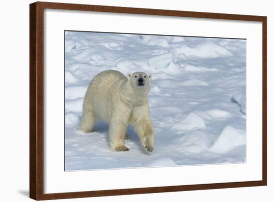 Male Polar Bear (Ursus Maritimus) Walking over Pack Ice, Spitsbergen Island, Svalbard Archipelago-G&M Therin-Weise-Framed Photographic Print