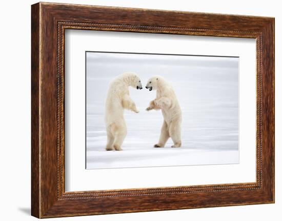 Male Polar bears standing on hind legs, Churchill, Canada-Danny Green-Framed Photographic Print