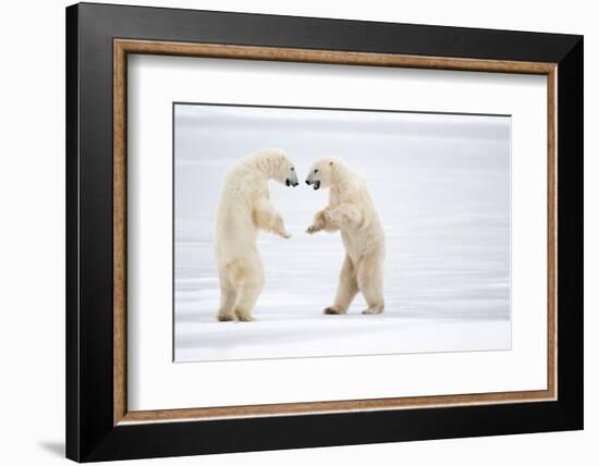 Male Polar bears standing on hind legs, Churchill, Canada-Danny Green-Framed Photographic Print