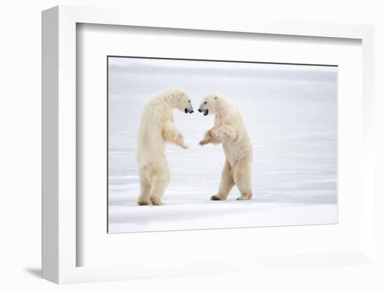 Male Polar bears standing on hind legs, Churchill, Canada-Danny Green-Framed Photographic Print