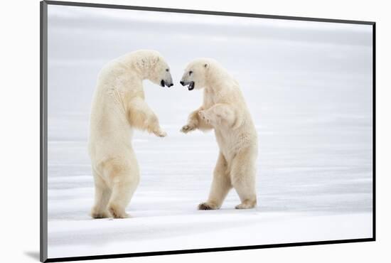 Male Polar bears standing on hind legs, Churchill, Canada-Danny Green-Mounted Photographic Print