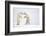 Male Polar bears standing on hind legs, Churchill, Canada-Danny Green-Framed Photographic Print