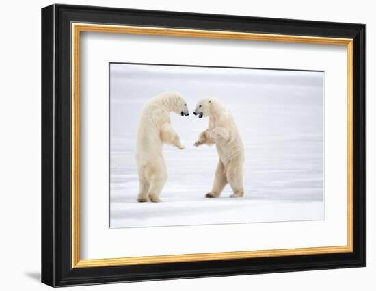 Male Polar bears standing on hind legs, Churchill, Canada-Danny Green-Framed Photographic Print